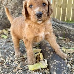 Mary - Red  Goldendoodle puppy in Arlington, Texas from Kel's Tails Poodles & Doodles