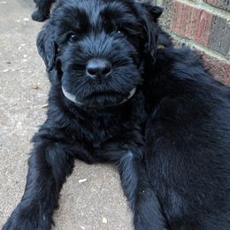 Giant Schnauzer Puppies from Riesenschnauzers von Reh Bach