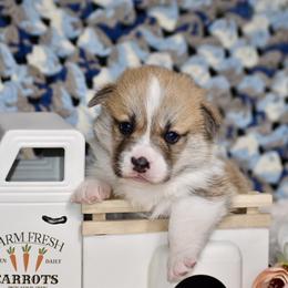 Rosie - Red female Pembroke Welsh Corgi puppy in East Canton, Ohio from Victorian Farms