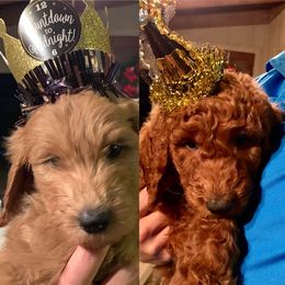 Goldendoodle Puppies from Cooley Doodles
