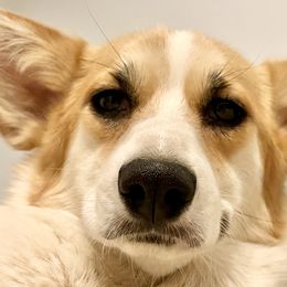 Pembroke Welsh Corgis from Pathfinder