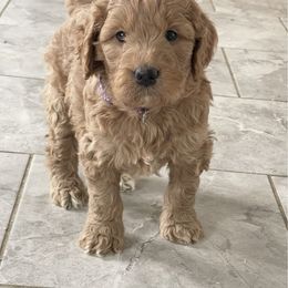 Ivy - Apricot female Goldendoodle puppy in Sugarcreek, Ohio from True Hearted Doodles