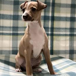 Yellow ( Boy 3) - Red male Italian Greyhound puppy in Arkadelphia, Arkansas from Concordia
