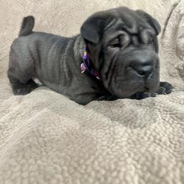 Alvin - Black sable male Chinese Shar-Pei puppy in China, Michigan from Blackwitch Farms
