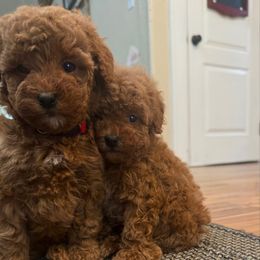 Girl 5 - Red  female Poodle puppy in Henefer, Utah from Mountain Valley Poodles