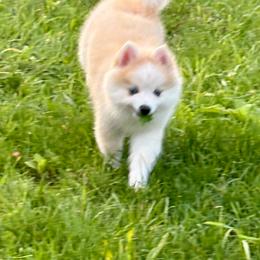Andy - White male Pomsky puppy in Harford Mills, New York from Finger Lakes Pomskies