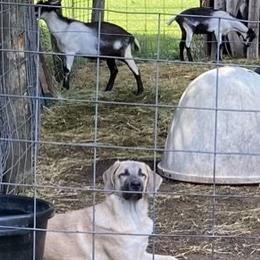 Anatolian Shepherd Dogs and Australian Shepherds from Echolight Australian Shepherds