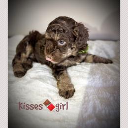 KISSES - Brown and white female Aussiedoodle puppy in Houston, Texas from Jomelkin Furry Pals