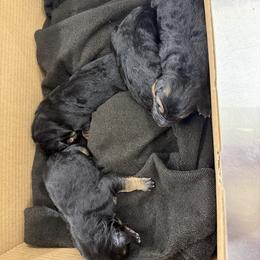Girl 2 - Black and red female German Shepherd puppy in Worthington, Indiana from Aus Gerstbrei German Shepherds