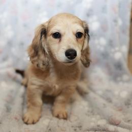 Tina - Dapple female Dachshund puppy in Indiantown, Florida from Turquoise River Minature Dachshunds