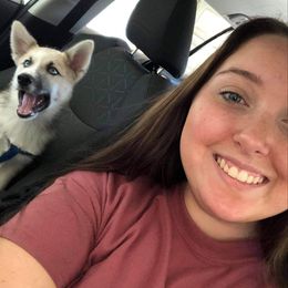 Pomsky Puppies from Paw-lenty of Pomskies