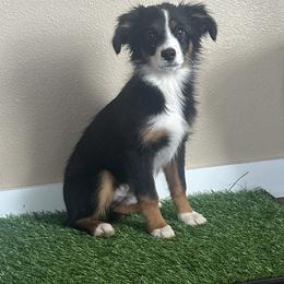 Miniature Australian Shepherd puppies from Reeds Cattle Co.