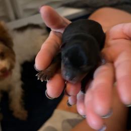 Nadja - Black and tan female Yorkshire Terrier puppy in Coeur D Alene, Idaho from Cozy Coeur Yorkies