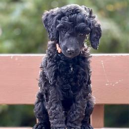 Relic - Orange Collar - Black male Poodle puppy in Eugene, Oregon from Mount Zion Kennels