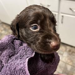 Mr Purple - Liver male Boykin Spaniel puppy in Stapleton, Alabama from Taensas Boykins
