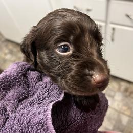 Mr Purple - Liver male Boykin Spaniel puppy in Stapleton, Alabama from Taensas Boykins