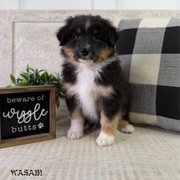 Wasabi - Black tri-color male Australian Shepherd puppy in Jonesborough, Tennessee from Lotus Australian Shepherds