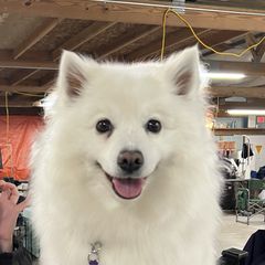 Hallie - American Eskimo Dog
