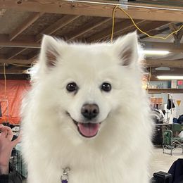 Hallie - American Eskimo Dog