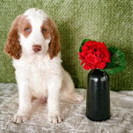 Bane - Parti male Labradoodle puppy in Elizabeth City, North Carolina from Howdy Doodles