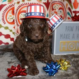 Poodle Puppies from RK'S Pets