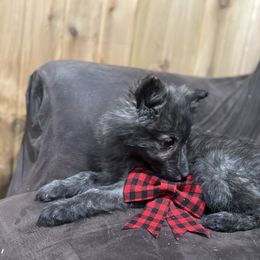 Finn - Gold brindle male Dutch Shepherd puppy in Hastings, Minnesota from Century Hills Farm