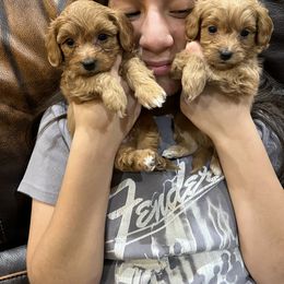 Maltipoo and Poodle Puppies from GG’s Maltipoos and Toy Poodles