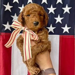 Louisiana - Red  male Goldendoodle puppy in Springville, Utah from JW Doodles