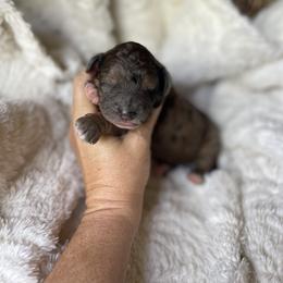 Boy 1 - male Bernedoodle puppy in Superior, Arizona from Mountain Bridge Doodles