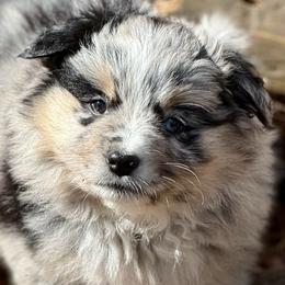 Hollis - Blue merle female Miniature Australian Shepherd puppy in Patterson, North Carolina from DreamLine Aussies
