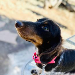 Kona - Dachshund