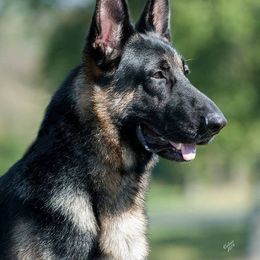 German Shepherds from Rosewood Shepherds