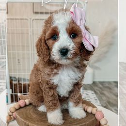 White collar girl - Red  female Goldendoodle puppy in Newcastle, Oklahoma from Ritzy Creek Doodles