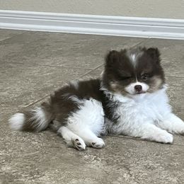 Pomeranian Puppies from Precious Paws Pomeranians
