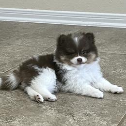 Pomeranian Puppies from Precious Paws Pomeranians
