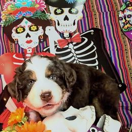 Ember - Red tri-color female Australian Shepherd puppy in Arlington, Texas from Firelight Australian Shepherds