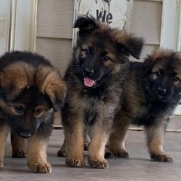 German Shepherds from Murphy's Shepherds