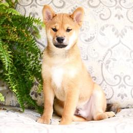 Naito Import Sired Full AKC - Red male Shiba Inu puppy in Neosho, Missouri from Sunny Terrace Shibas