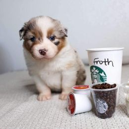 Australian Shepherd Puppies from Badlands Australian Shepherds