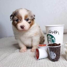 Australian Shepherd Puppies from Badlands Australian Shepherds