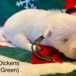 Dickens (Green) - White male West Highland White Terrier puppy in Jefferson, North Carolina from McGuire’s High Country Terriers
