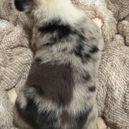 GxE26 Patch Merle - Blue merle and white male American Corgi puppy in Heyworth, Illinois from Schumaker Corgis