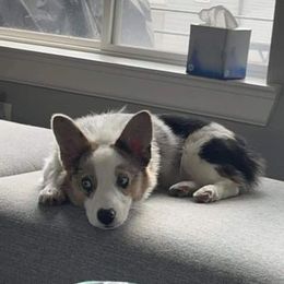 American Corgi and Pembroke Welsh Corgi All Grown Up from Boba Tea Corgis