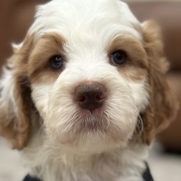 Boy 5 - Parti Goldendoodle puppy in Blanchard, Oklahoma from I Dream of Doodles