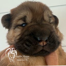 Pumpkin - Fawn sable male Chinese Shar-Pei puppy in Chipley, Florida from HapPei House of Wrinkles