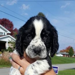 English Springer Spaniels from Saxonburg Springers ll