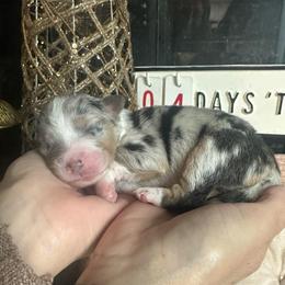 Wonder Woman - Black tri-color female Australian Shepherd puppy in Hemet, California from Perfect Companion Aussie's