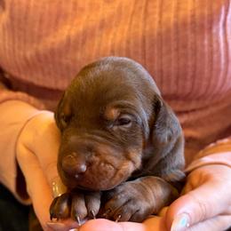 Red Boy - Red and rust male Doberman Pinscher puppy in Centralia, Missouri from TopSpots Farm