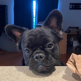 Agnes - French Bulldog