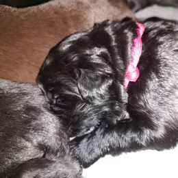 Girl 1 - Newfoundland puppy in Caribou, Maine from Starfire Newfoundlands